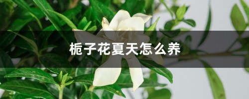 栀子花夏天怎么养