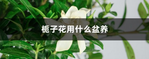 栀子花用什么盆养