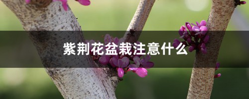 紫荆花盆栽注意什么，需要修剪吗