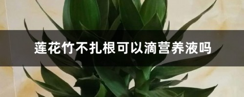 莲花竹不扎根可以滴营养液吗，能放铁钉吗