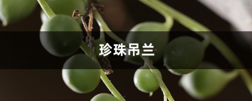 养珍珠吊兰的人都应该掌握的浇水方法，赶紧来get！