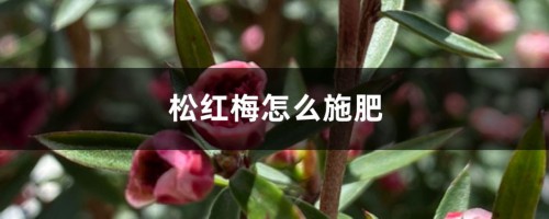 松红梅怎么施肥