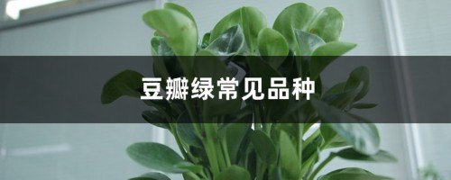 豆瓣绿常见品种