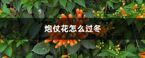 炮仗花怎么过冬