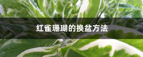 红雀珊瑚的换盆方法